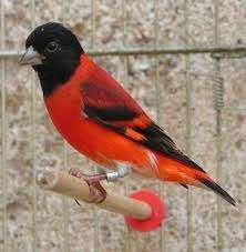 kapoetsensijs, Meerdere dieren, Wildzangvogel, Geringd
