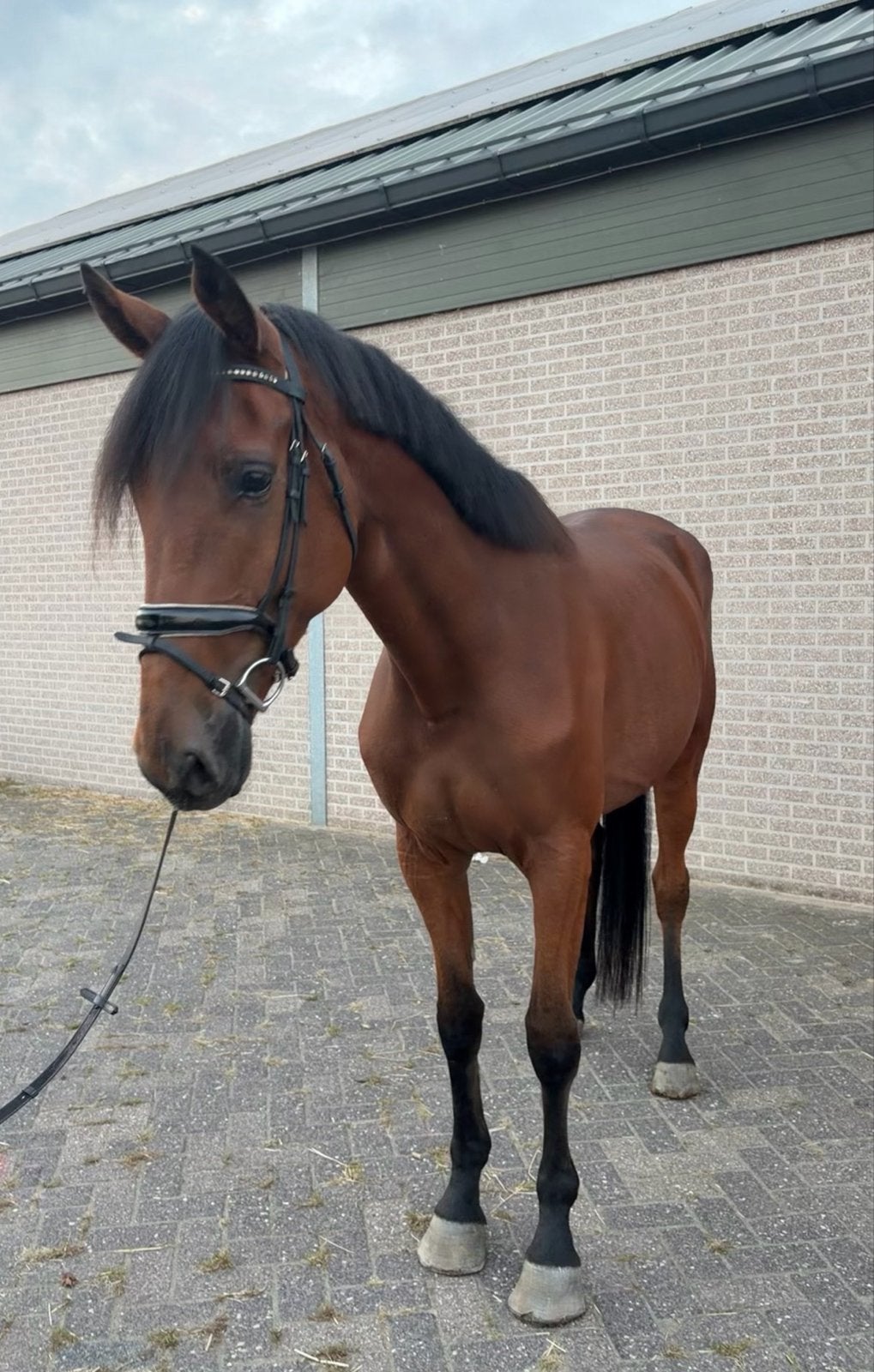 Super leuke 4 jarige onbeleerde merrie, Dieren en Toebehoren, Merrie, Onbeleerd, 165 tot 170 cm, 3 tot 6 jaar