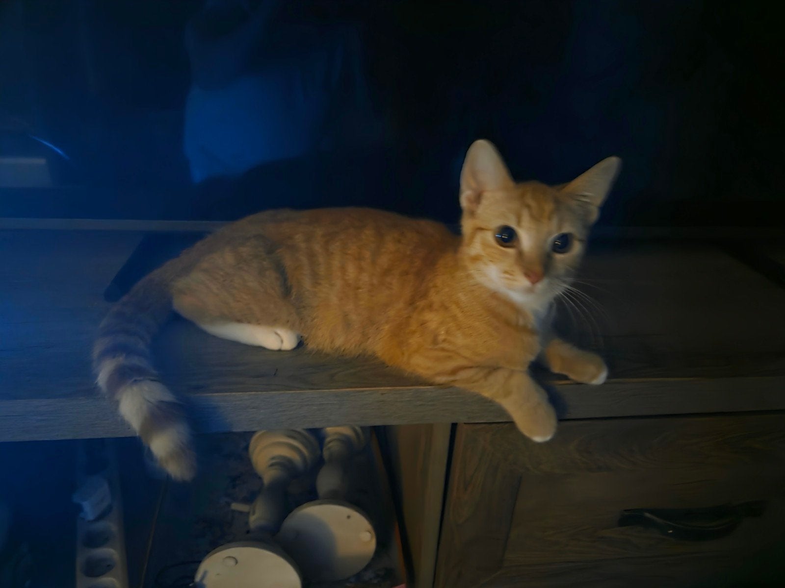 2 rode katertjes