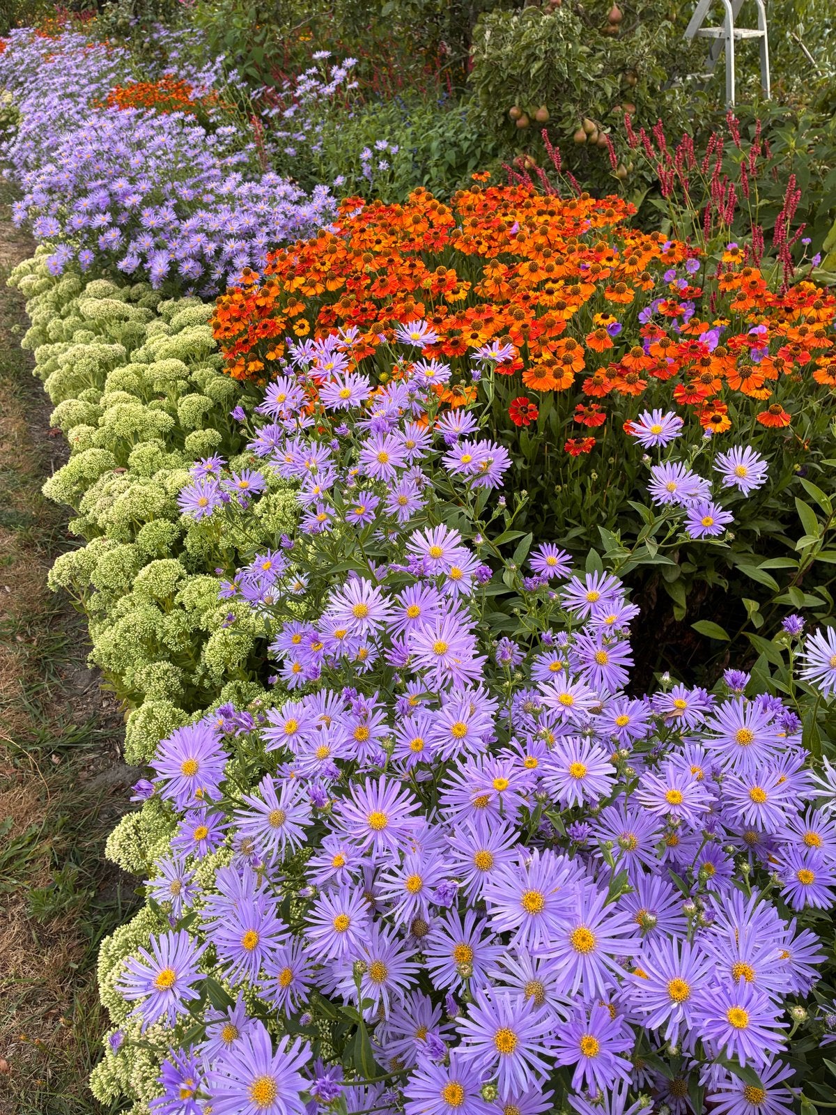 Aster 'Thompsonii' - Vroege en langbloeiende Bio Aster, Tuin en Terras, Planten | Tuinplanten, Volle zon, Vaste plant, Herfst