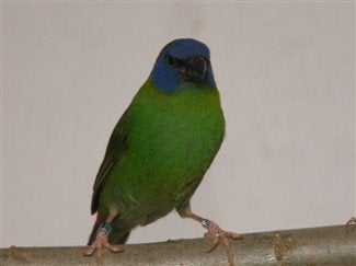 koppel 3 kleur papegaai amadine, Meerdere dieren, Papegaai