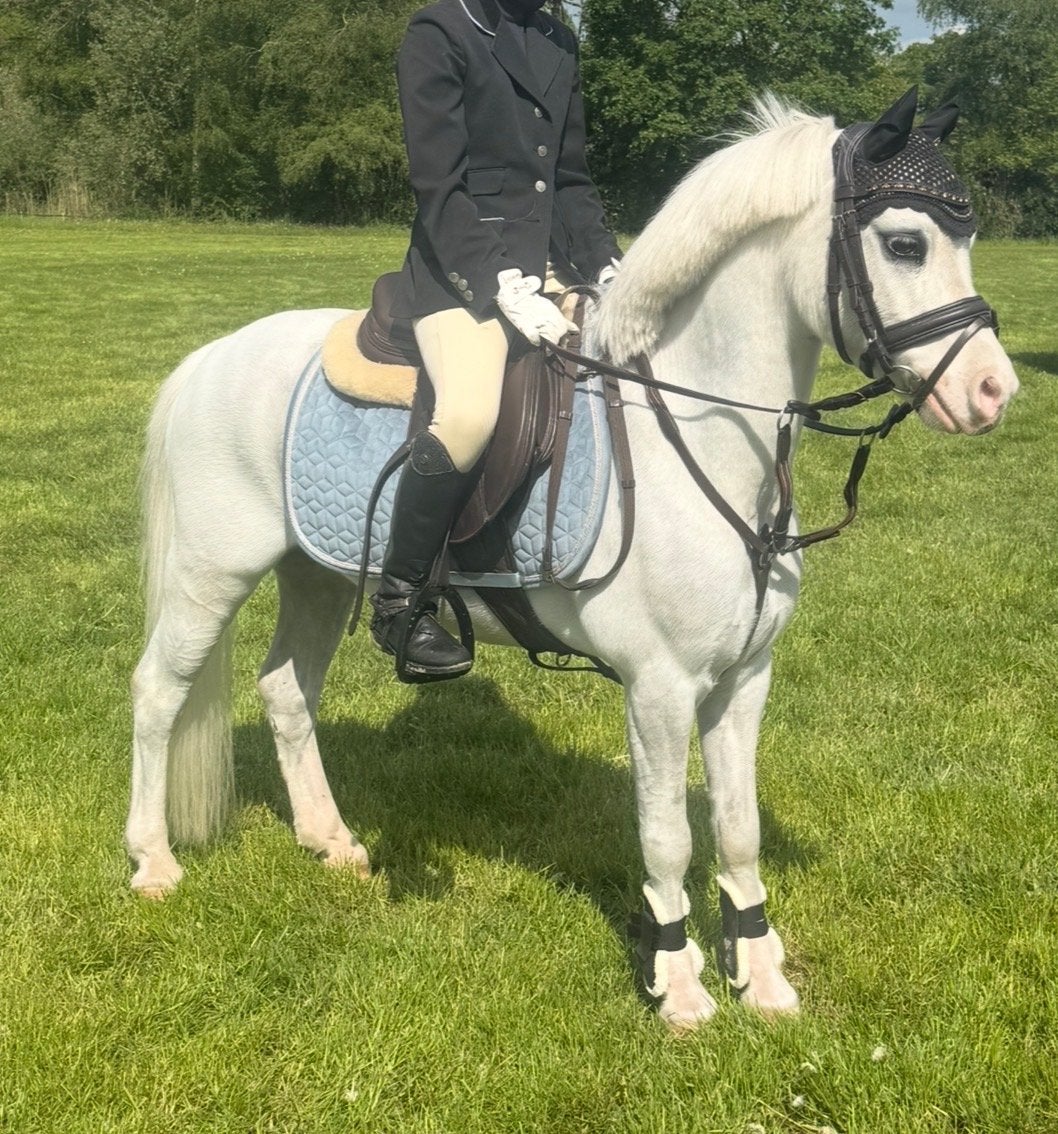 Te koop: Betrouwbare Welsh pony met wedstrijdervaring, Ruin, A pony (tot 1.17m), 7 tot 10 jaar, Met stamboom