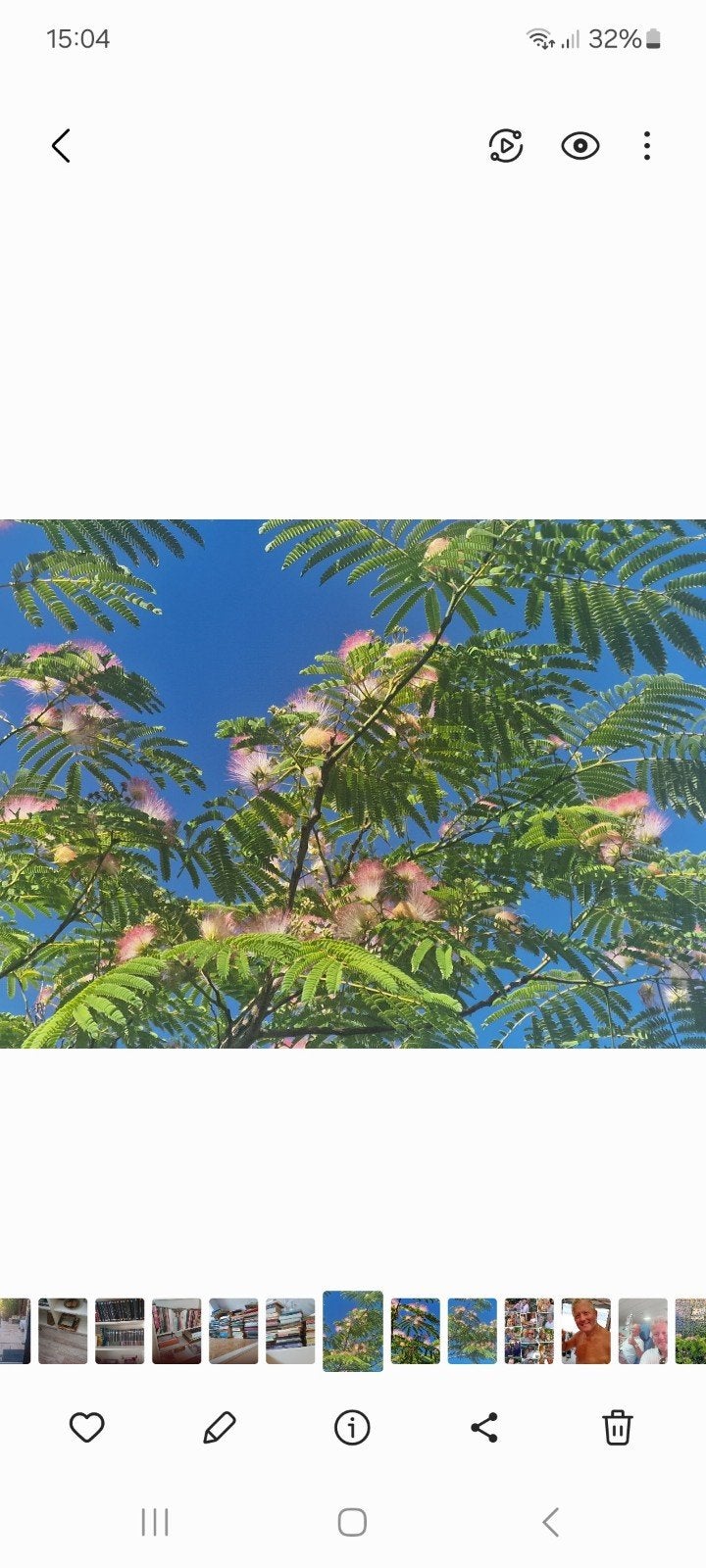 Stekken Perzische Slaapboom (Albizia julibrissin), Tuin en Terras, Overige soorten, Volle zon, Vaste plant, Ophalen of Verzenden