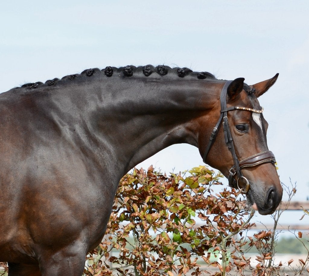 Merrie v. Daily Diamond, 9 jr oud, Merrie, Met stamboom, Dressuurpaard, L