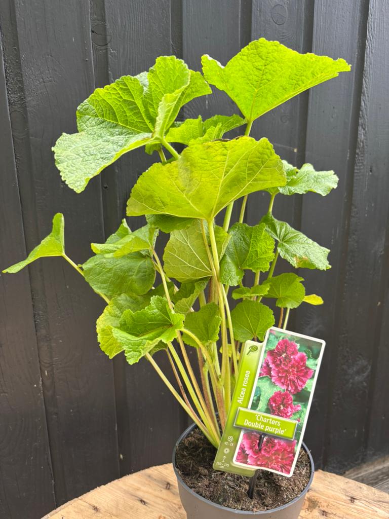 Stokroos, Vaste plant, Halfschaduw, Zomer, Ophalen