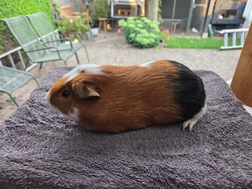 Cavia beertjes, Dieren en Toebehoren, Knaagdieren, April, Mannelijk, Cavia