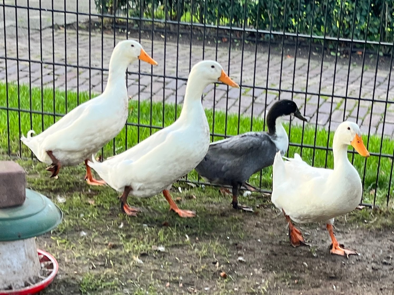Indische loopeenden x peking eend, Meerdere dieren, Eend