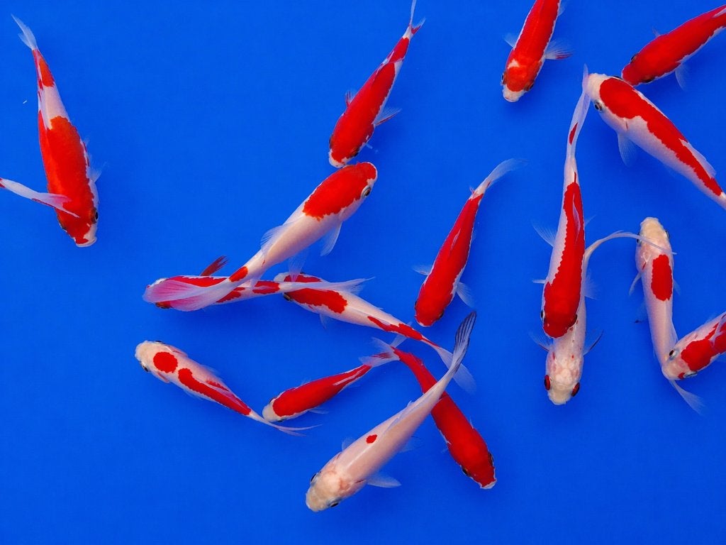 15% korting op alle vijvervissen, Karper of Koi