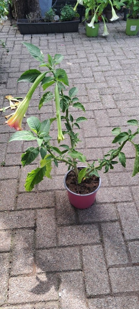 Datura in  wit-rose en geel, Tuin en Terras, Volle zon, Vaste plant, Zomer, Ophalen