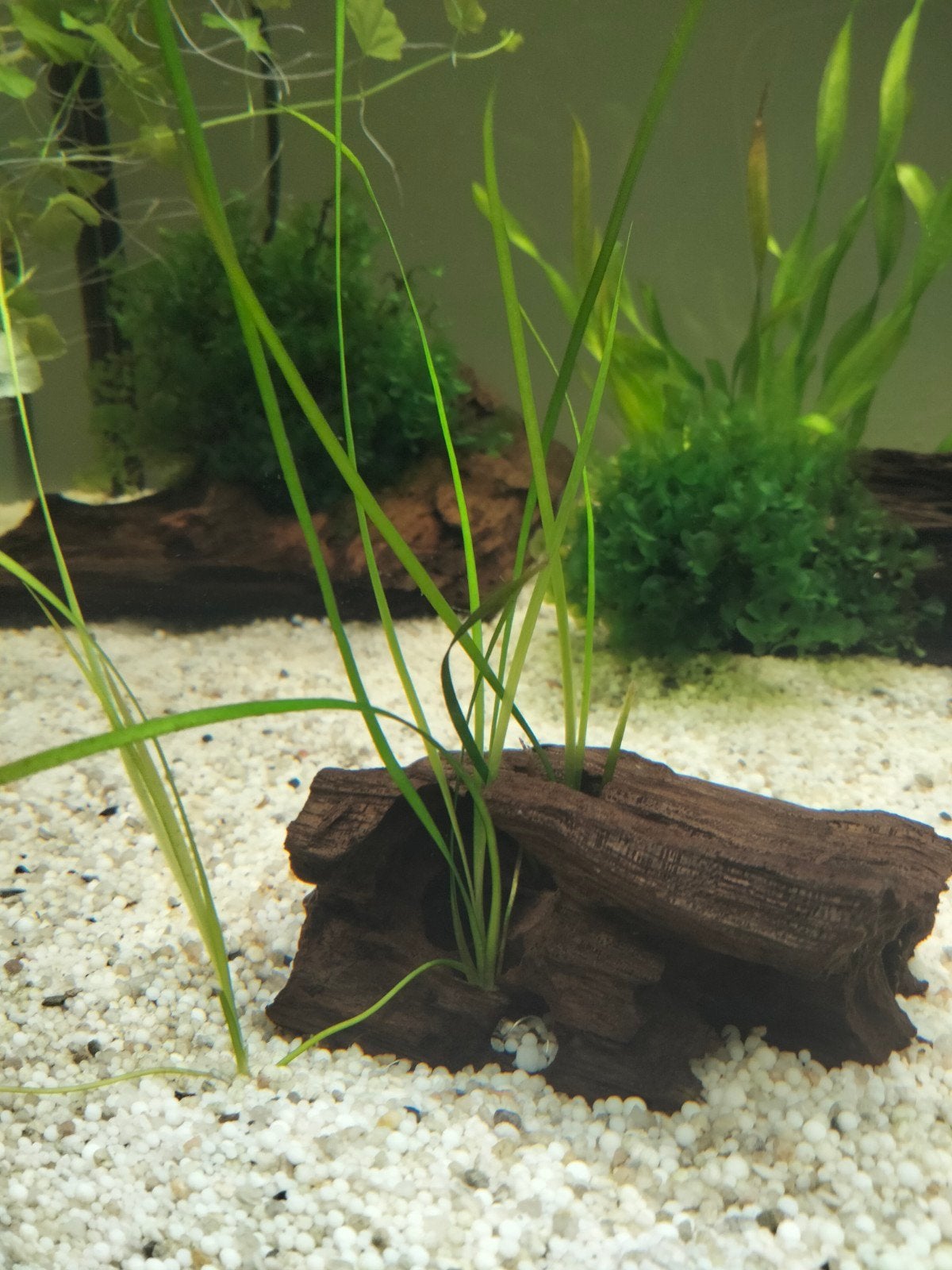 Vallisneria Nana, Ophalen