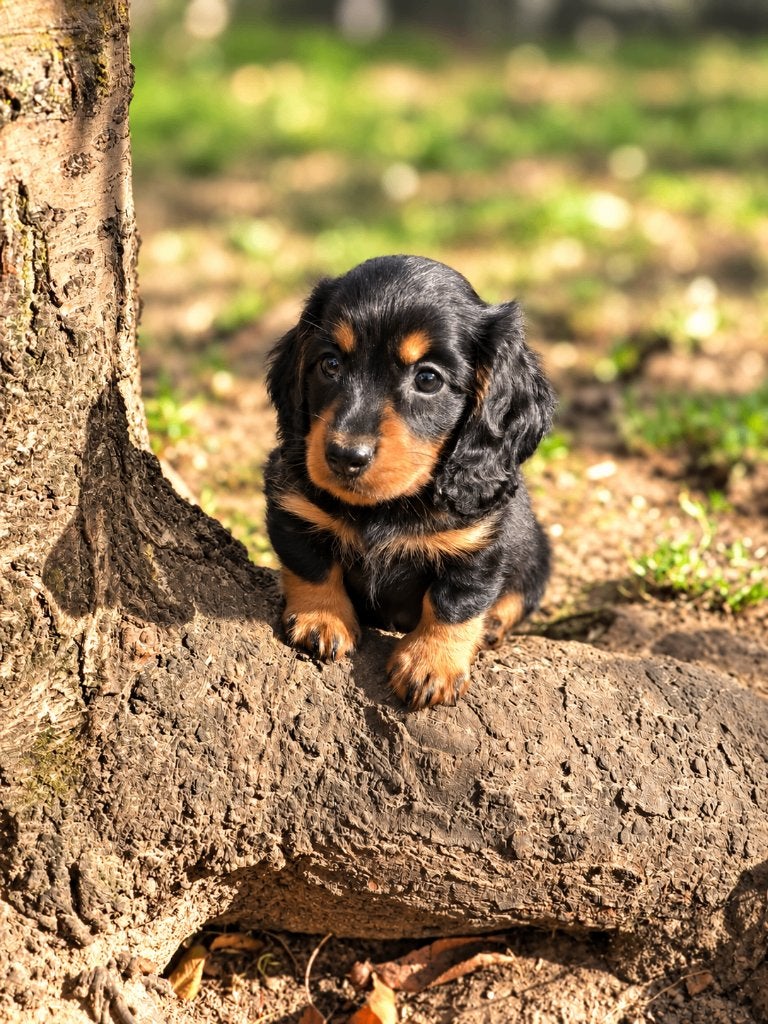 Prachtige teckel pupjes bij ons geboren!!!, Dieren en Toebehoren, België, CDV (hondenziekte), 8 tot 15 weken, Dwerg
