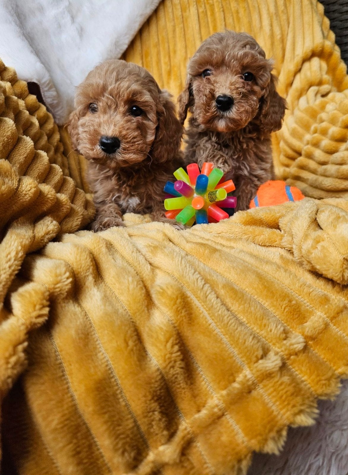 Maltipoo pups, Dieren en Toebehoren, Honden | Chihuahua's en Gezelschapshonden, Meerdere dieren, Overige rassen, Fokker | Hobbymatig
