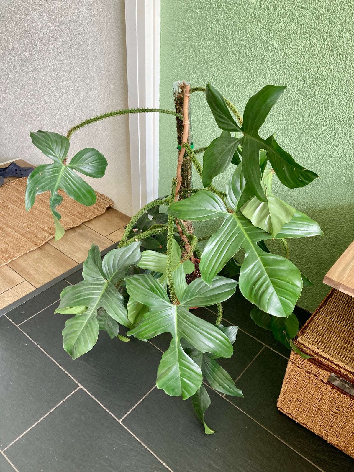 Onderste helft van Philodendron squamiferum op mospaal, Ophalen, Overige soorten, Halfschaduw, Minder dan 100 cm