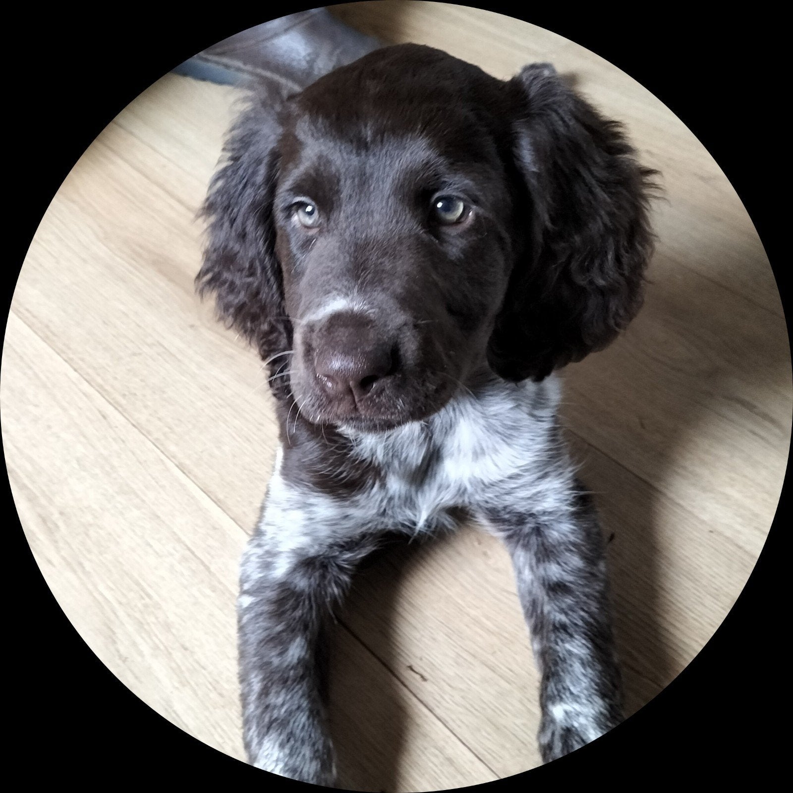 raszuivere heidewachtel pup teefje, 8 tot 15 weken, Teef, Eén hond, Nederland