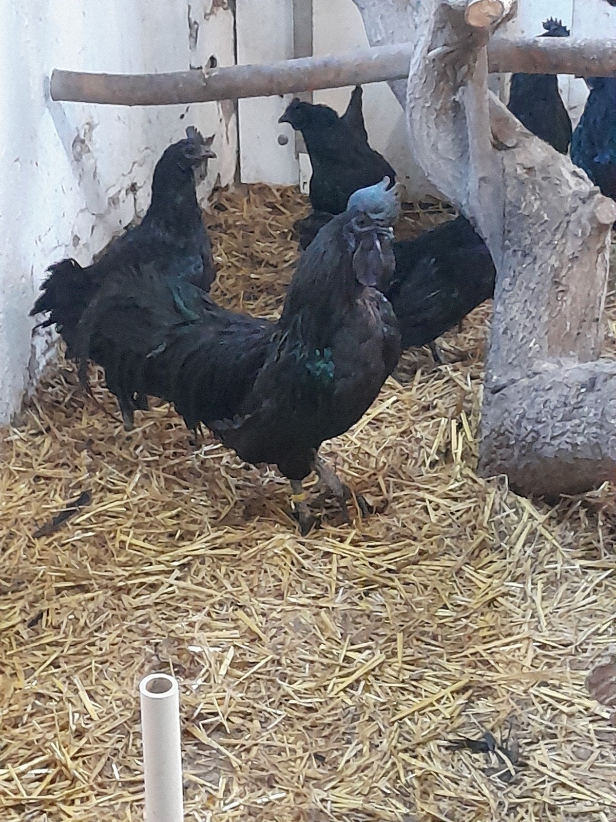 Broedeieren Ayam Cemani, Dieren en Toebehoren, Geslacht onbekend, Kip