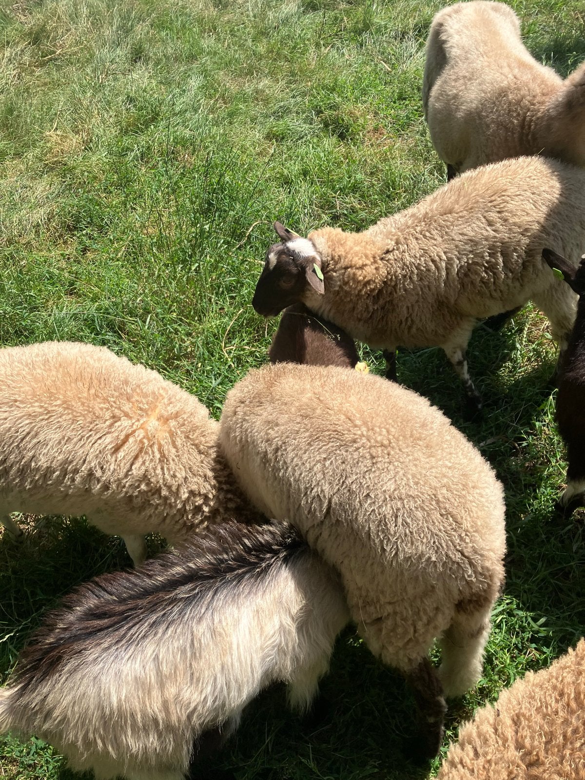Twee Schoonebeeker rammen begin april 2026, Dieren en Toebehoren, Schapen, Geiten en Varkens, Mannelijk, Schaap