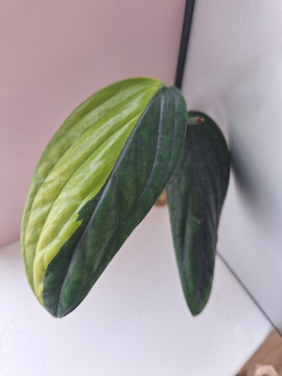Monstera Peru Variegata, Verzenden, Halfschaduw, Minder dan 100 cm