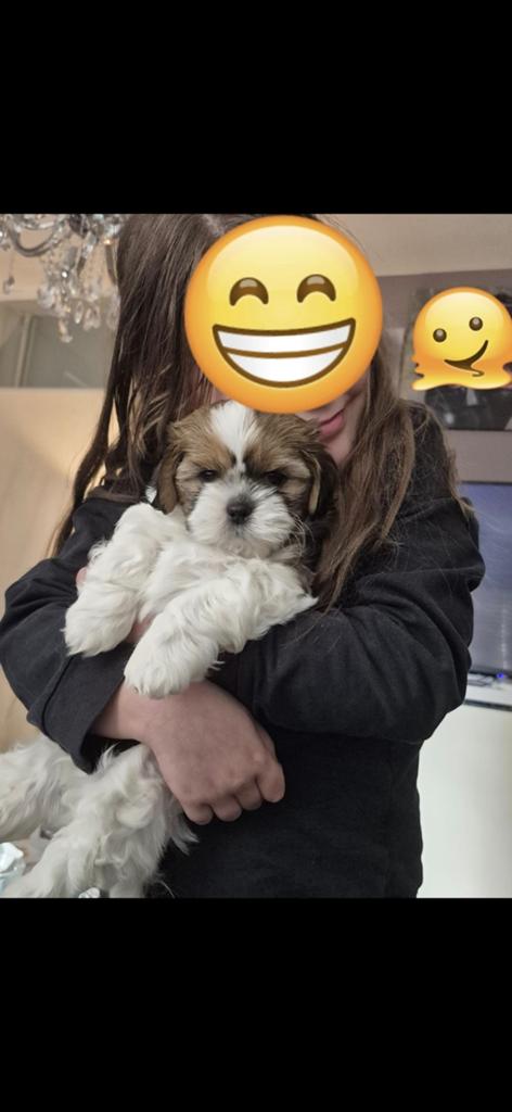 Milo 9 weken oud, 8 tot 15 weken, Eén hond, Nederland, Particulier