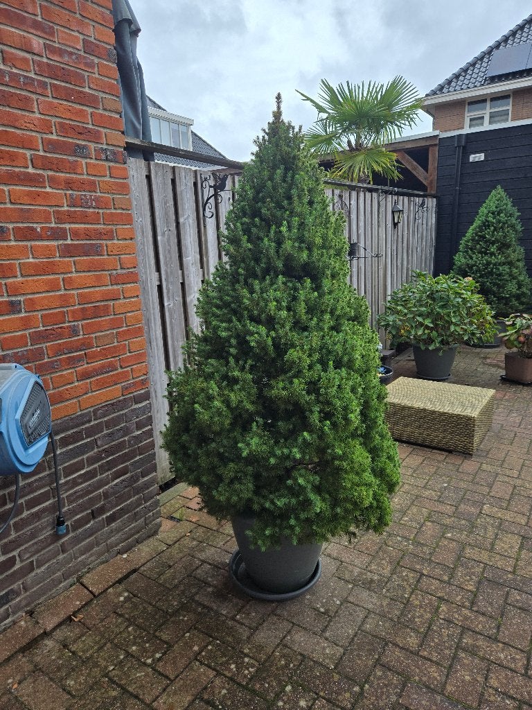 Kerstboom, Ophalen, Vaste plant, Overige soorten, Halfschaduw