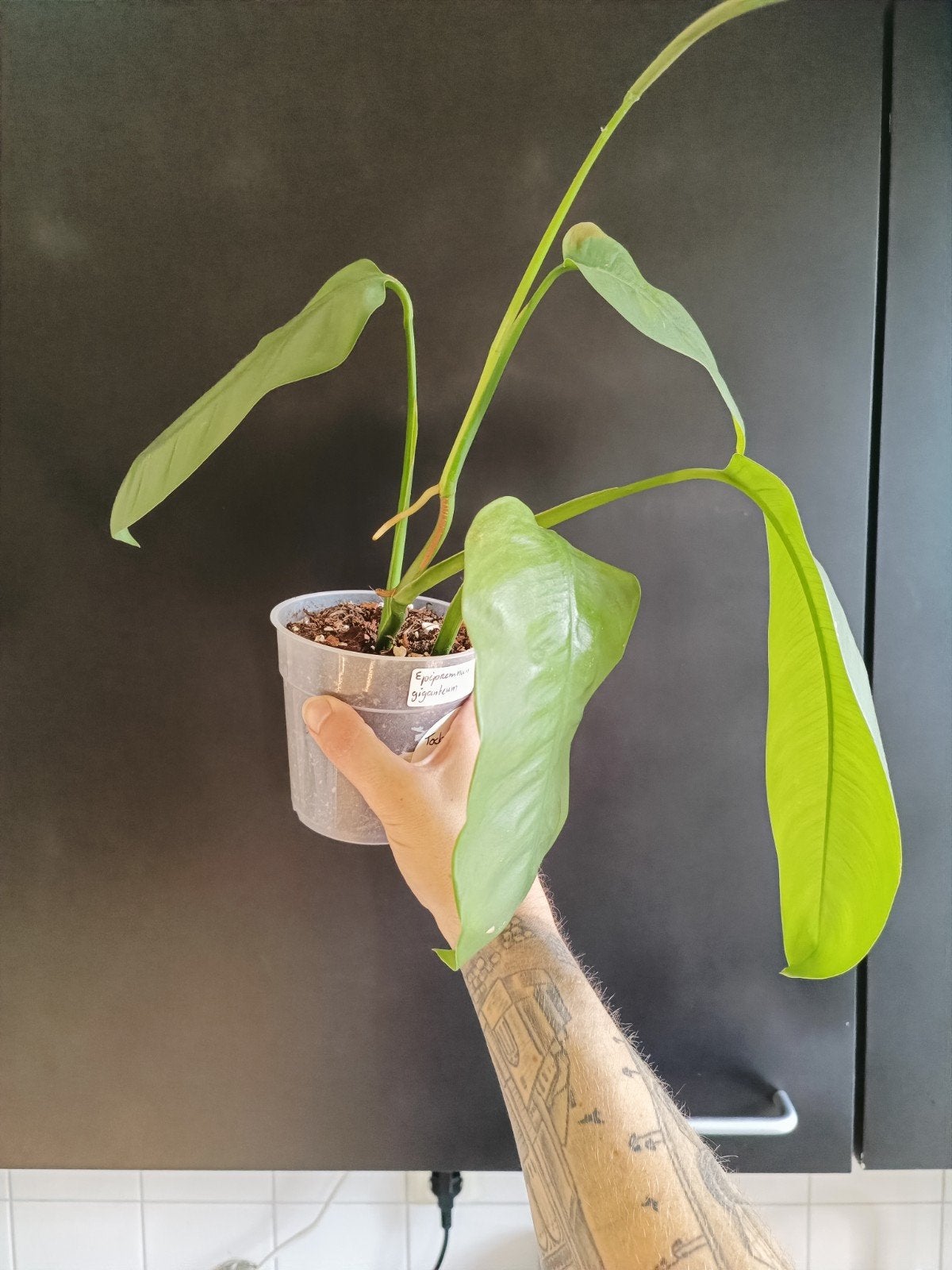 Epipremnum giganteum, Overige soorten, In pot, Minder dan 100 cm, Groene kamerplant