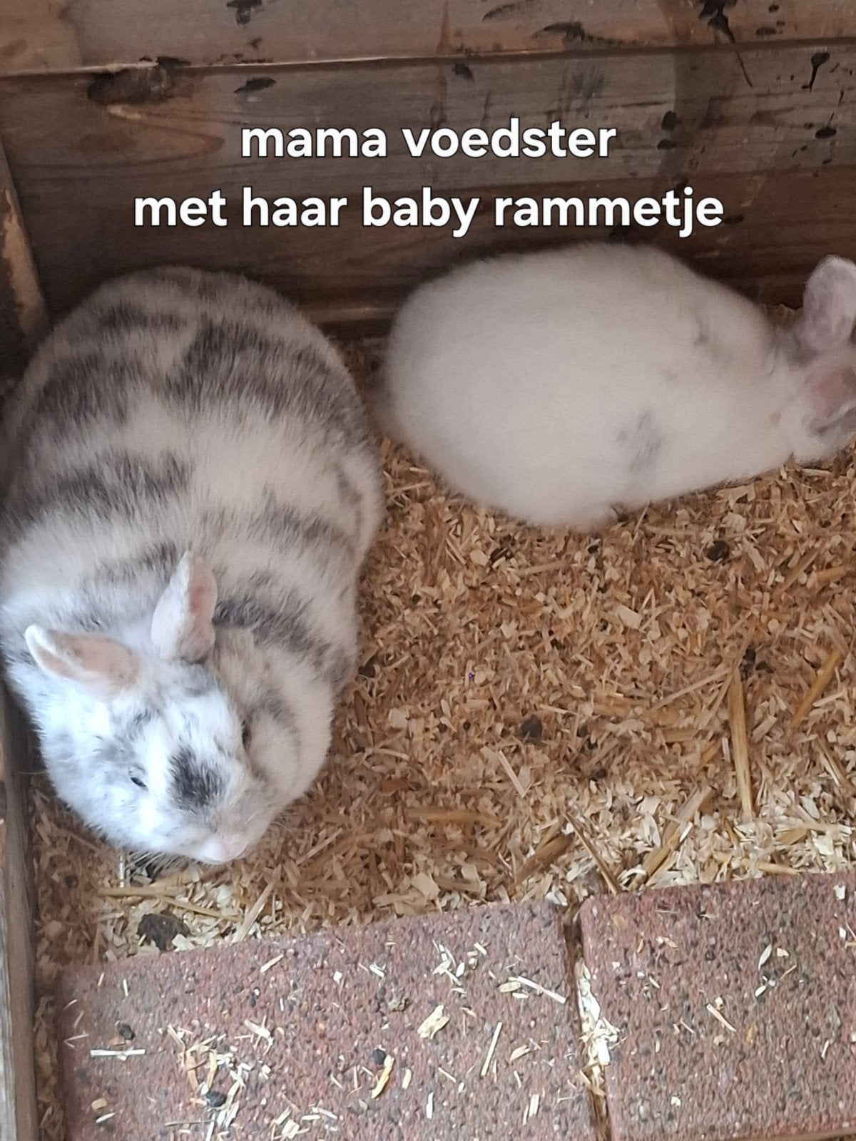 Rhöntekening dwergkonijntjes 8 weken, Meerdere dieren, Eend