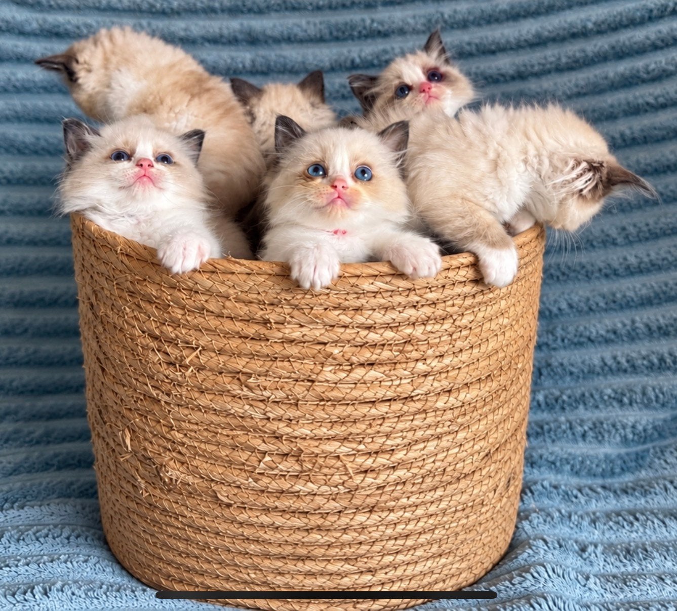 Ragdoll kittens  6 kleine boefjes zoeken personeel!, Dieren en Toebehoren, Meerdere dieren, Gechipt, 0 tot 2 jaar