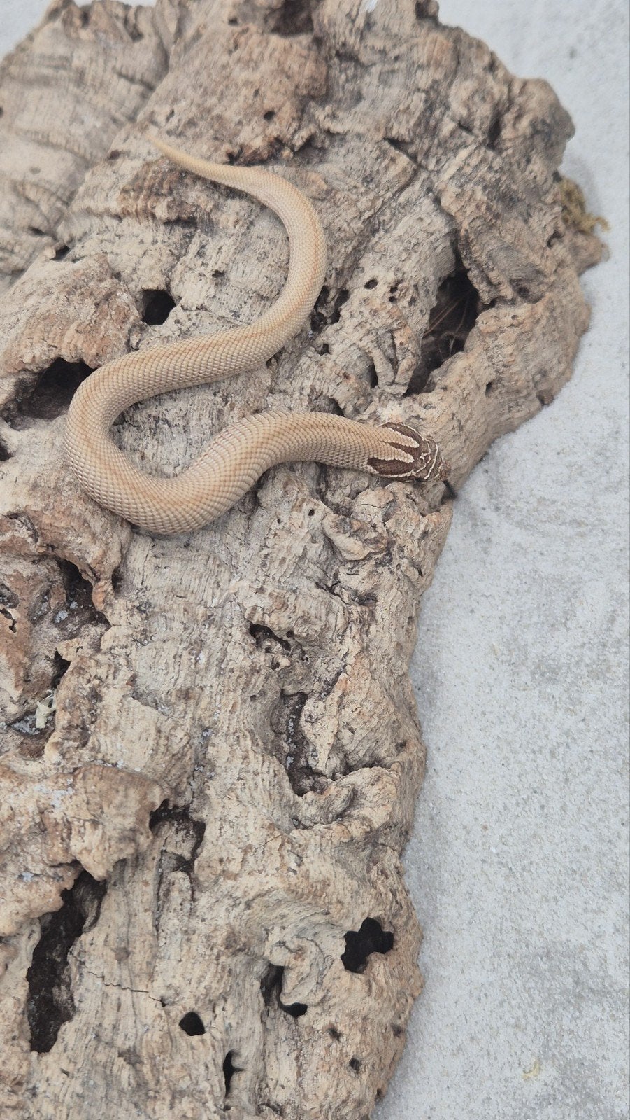 Haakneusslang het snow Hognose Snake photo 3