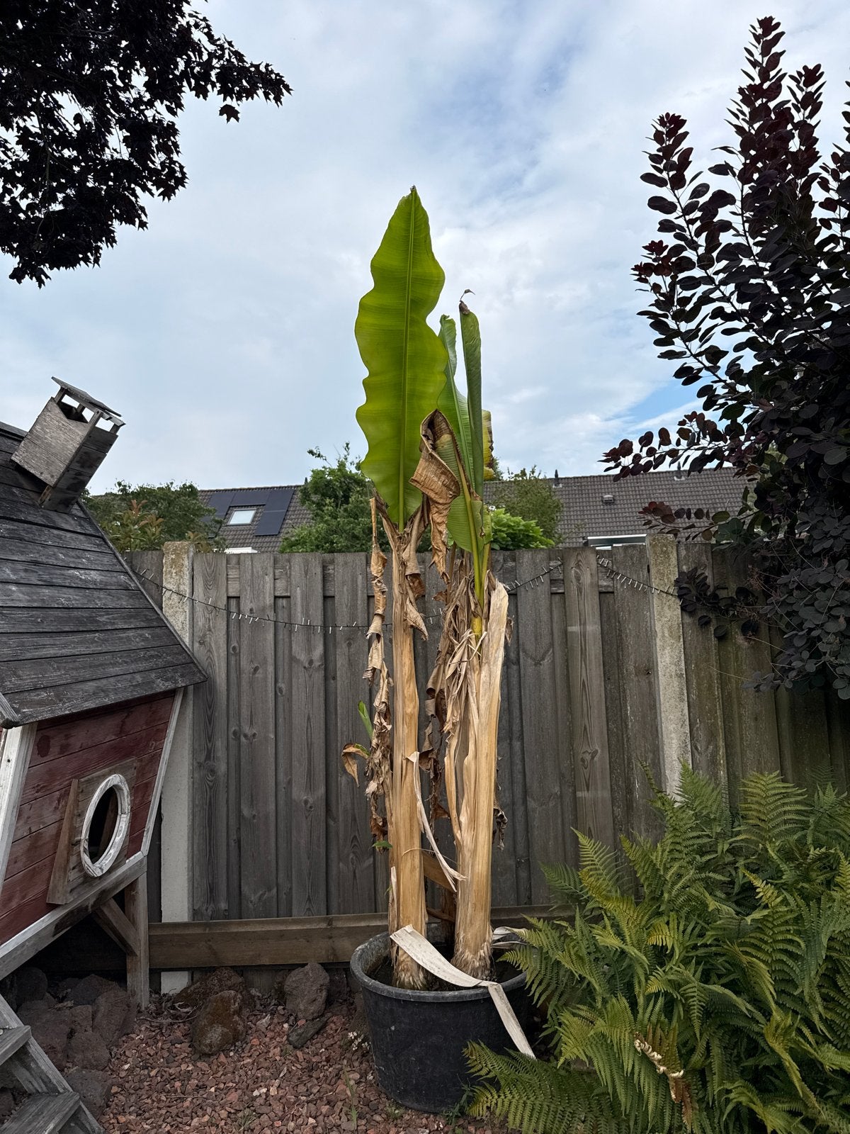 Bananenplanten - 5 grote en 3 kleinere, Volle zon, Vaste plant, Ophalen of Verzenden, Bloeit niet
