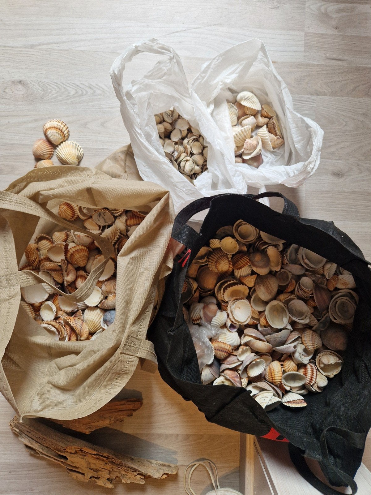 Heel veel schelpen om te knutselen, Ophalen