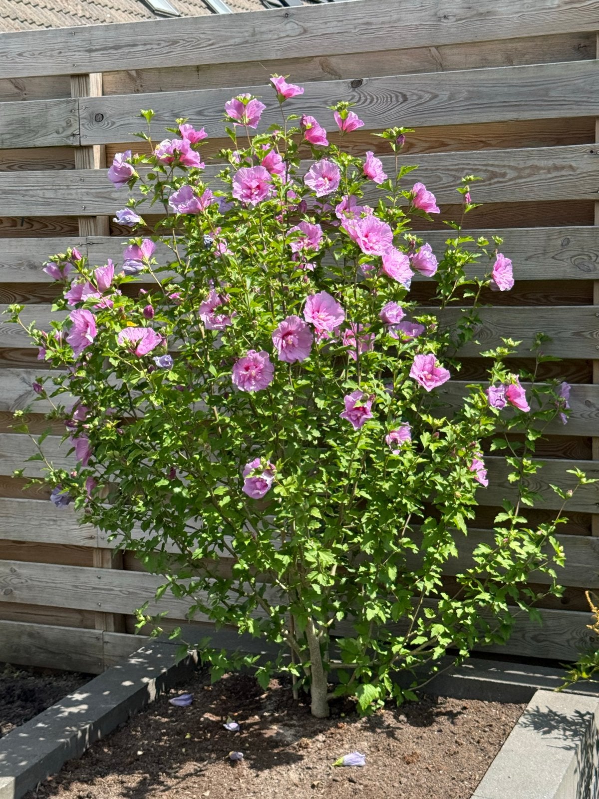 Hibiscus syriacus 2 kleurig (Roze/Paarse) Zomerbloemen, Tuin en Terras, Planten | Tuinplanten, Volle zon, Vaste plant, Zomer, Ophalen
