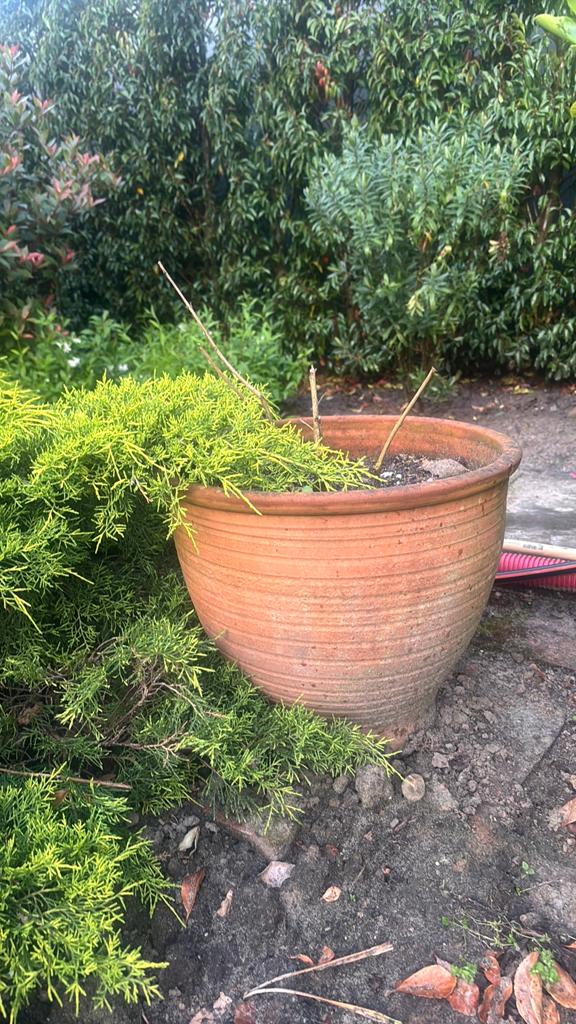 Teracotta bloempot, Tuin en Terras, Bloembakken en Plantenbakken, Ophalen, Steen, Minder dan 30 cm, Rond