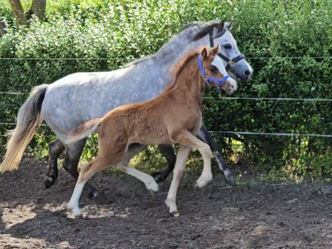 Mooi makkelijk welsh a merrieveulen te koop, Merrie, A pony (tot 1.17m), Gechipt, 0 tot 2 jaar