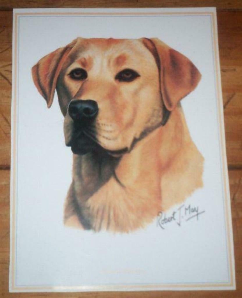 2 kaarten robert j may labrador / golden retriever in 1 koop, Ophalen, Gebruikt, Hond of Kat, Beeldje of Figuurtje
