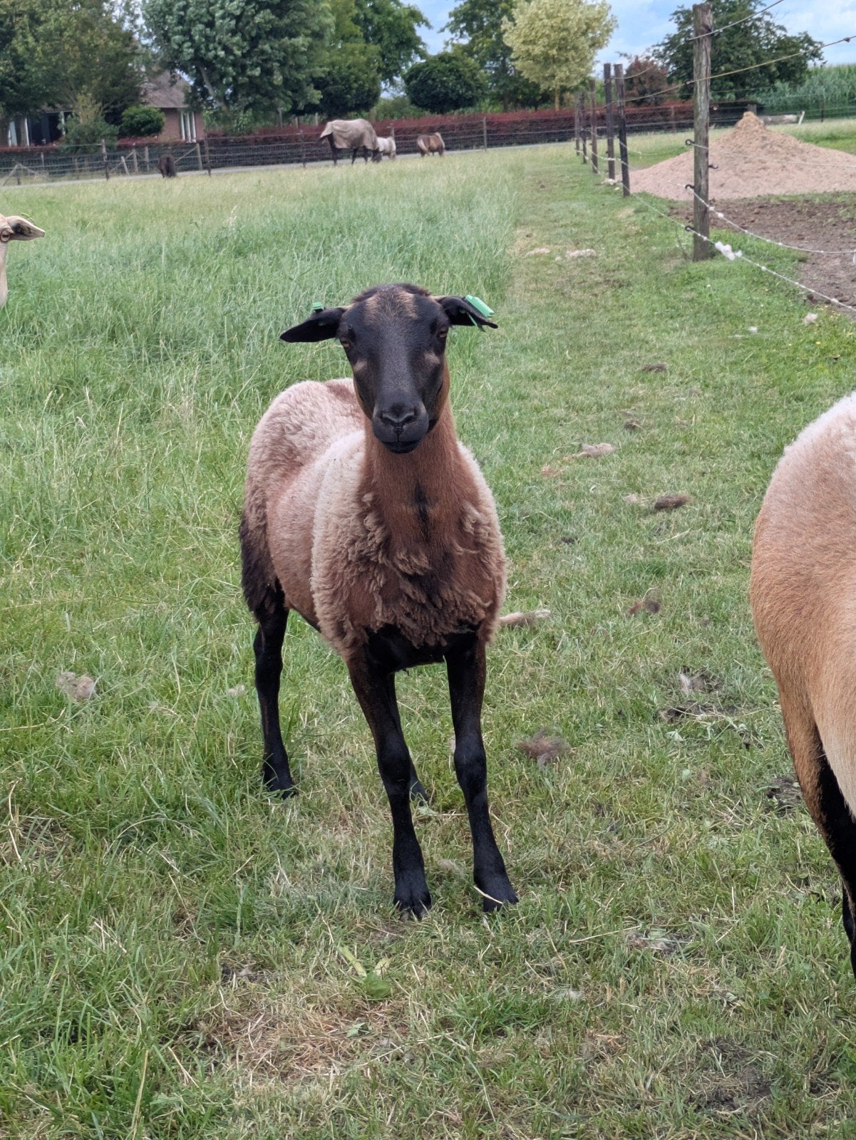 X Maasduin ooi en ramlammeren, Dieren en Toebehoren, Schapen, Geiten en Varkens, Meerdere dieren, Schaap