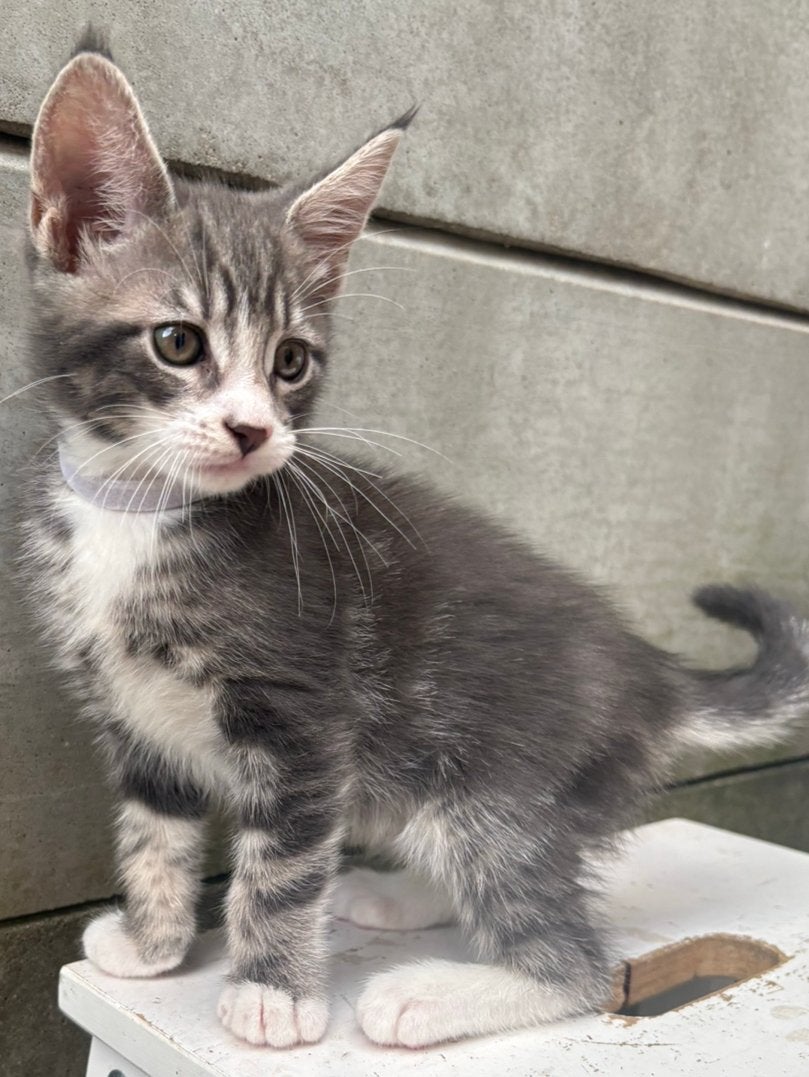 Maine coon Kitten Zoeken Een GOUD Mandje!, Dieren en Toebehoren, Katten en Kittens | Raskatten | Langhaar, Meerdere dieren, Gechipt