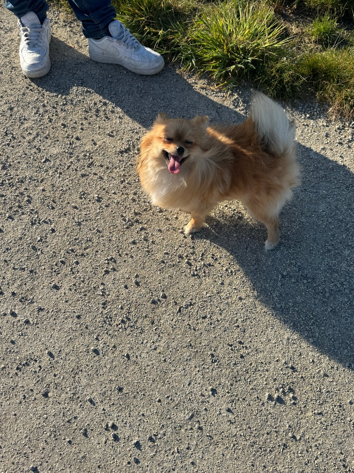 Gouden mand Pomeriaan  + stamboom, Parvo, 1 tot 2 jaar, Teef, Eén hond