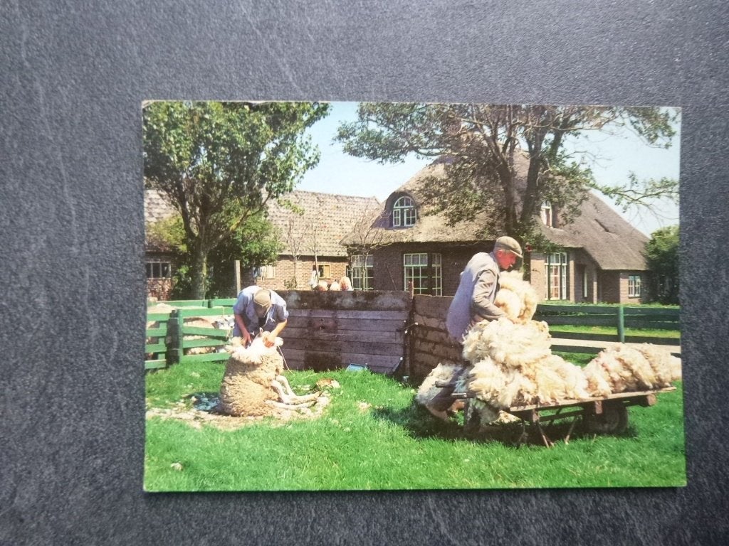 Texel, schapen scheren, Verzenden, 1980 tot heden, Gelopen, Waddeneilanden