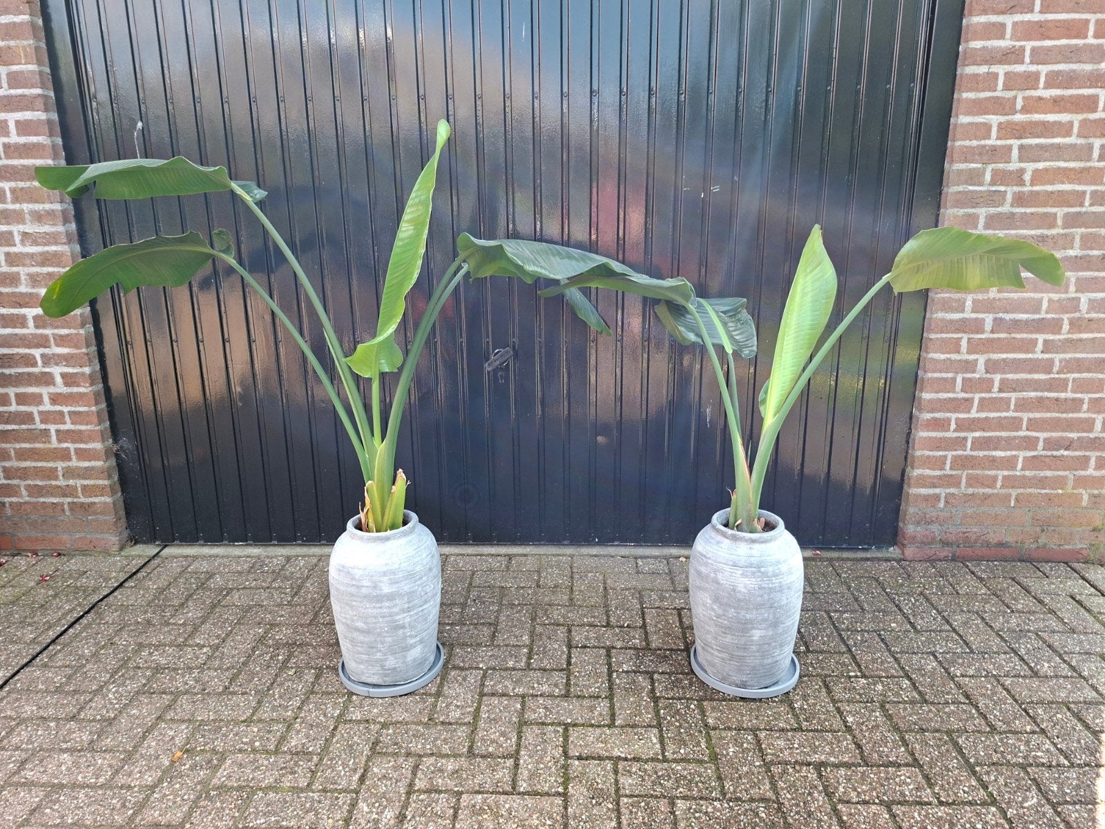 2 Strelitzia Nicolai (Paradijsvogelplant) in pot met schotel, Ophalen, 100 tot 150 cm, Halfschaduw, In pot