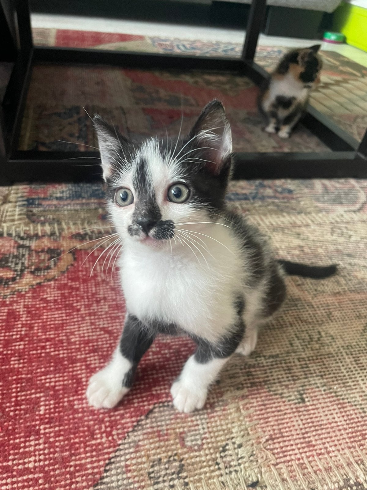 Katertje kitten 10 weken speels mag direct weg, Dieren en Toebehoren, Ophalen, Zo goed als nieuw