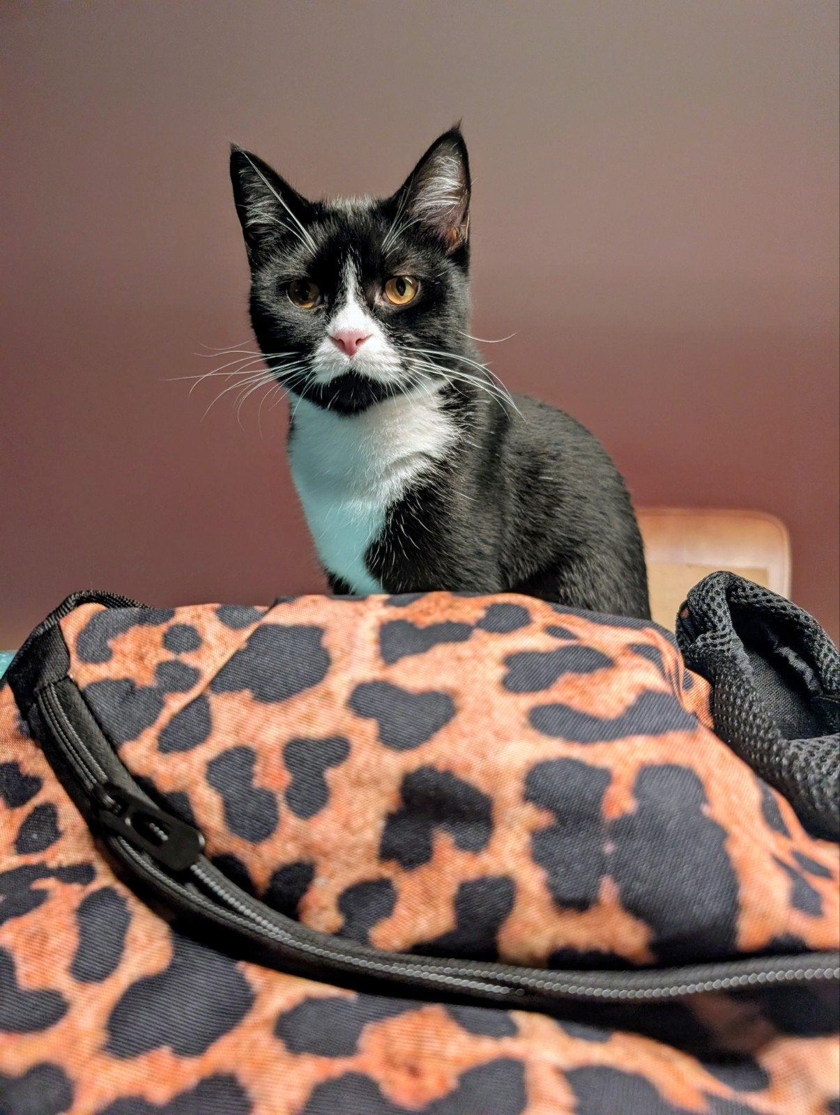 Leopard Print Crossbody Pet Carrier, Dieren en Toebehoren, Ophalen of Verzenden, Nieuw