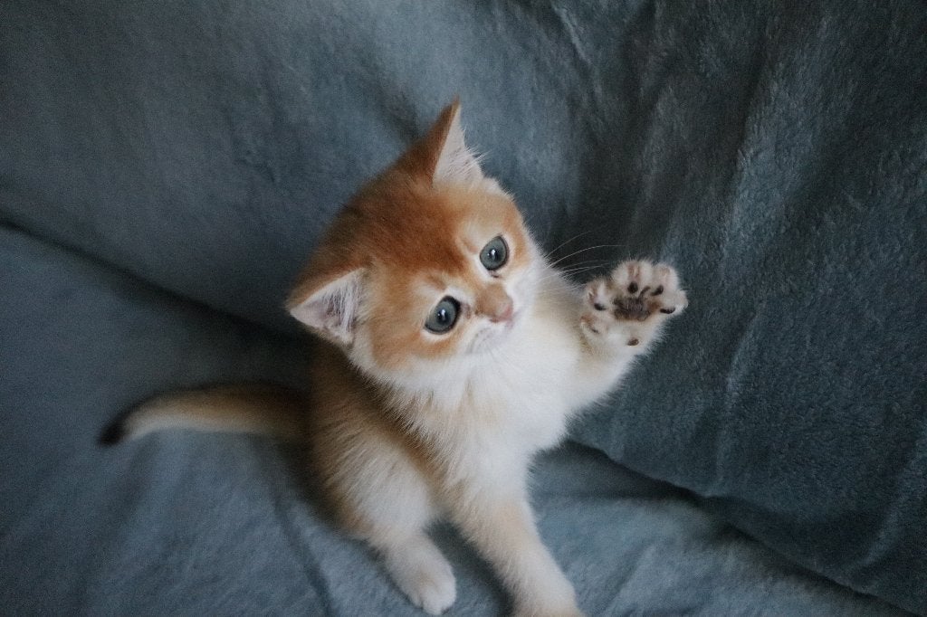 Britse Golden Shaded kittens, Dieren en Toebehoren, Meerdere dieren, Ontwormd, 0 tot 2 jaar