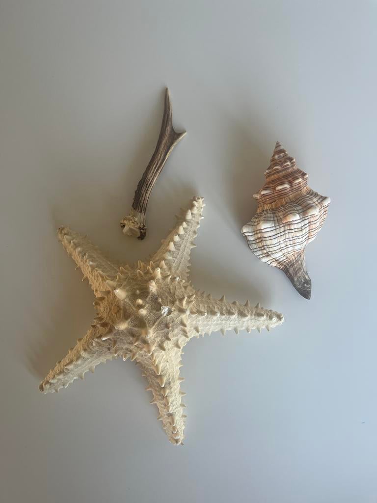 Zeester, schelp en geweitje, Ophalen, Schelp(en)