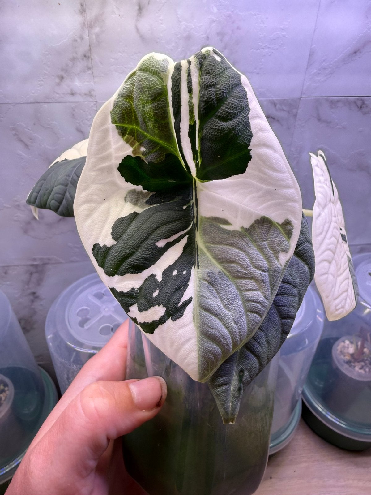 Alocasia Maharani Albo corms te koop, Ophalen of Verzenden, Halfschaduw, Minder dan 100 cm