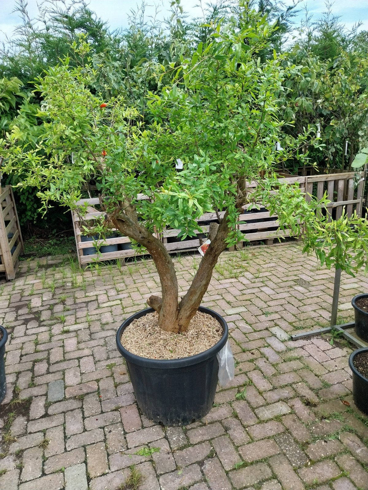 Granaatappelboom (Punica Granatum) - Sierlijke Fruitboom, Tuin en Terras, Ophalen, Volle zon, Vaste plant, Zomer