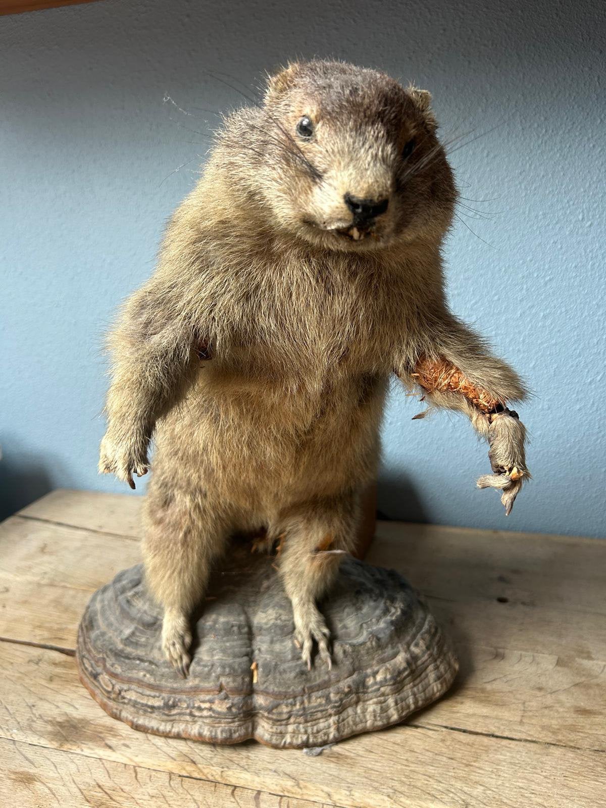 Opgezette marmot !, Verzamelen, Ophalen of Verzenden, Zo goed als nieuw, Overige soorten, Opgezet dier
