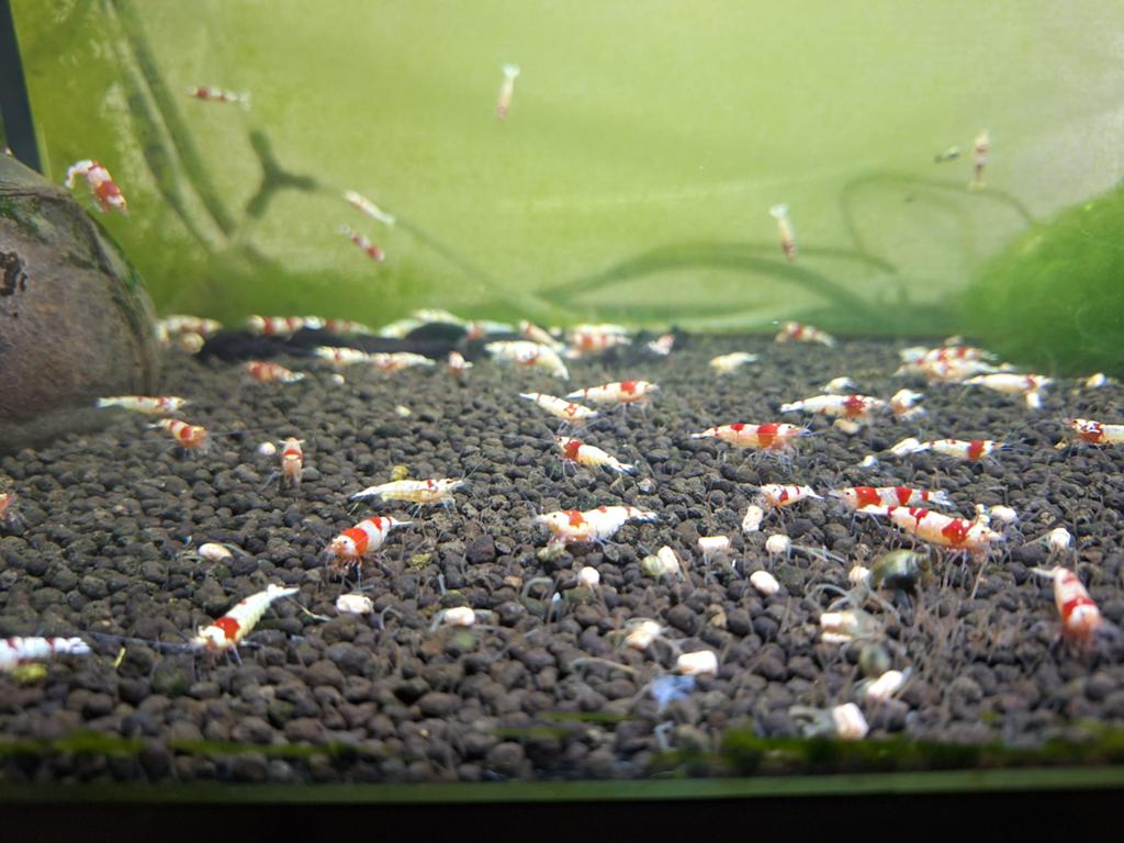 Crystal red / red bee caridina