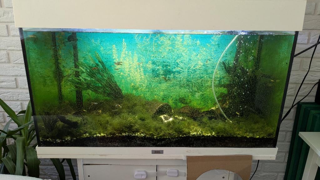 Aquarium 120 liters, Ophalen, Gebruikt, Inclusief vissen, Gevuld zoetwateraquarium