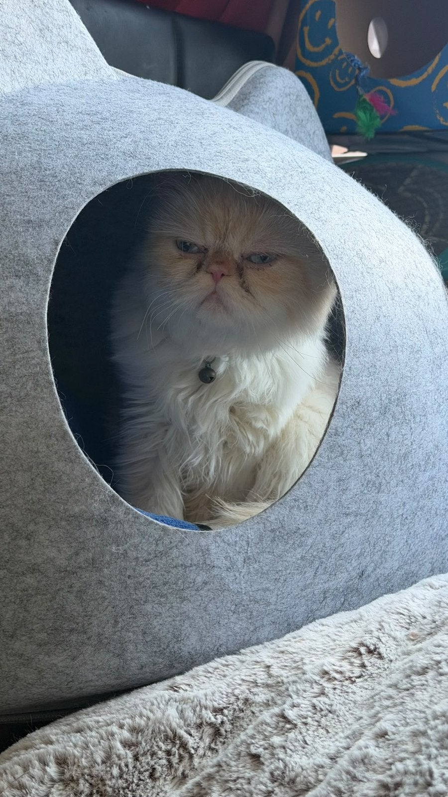 Lieve Perzische kat Milo te koop, Kater, Langharig, 0 tot 2 jaar