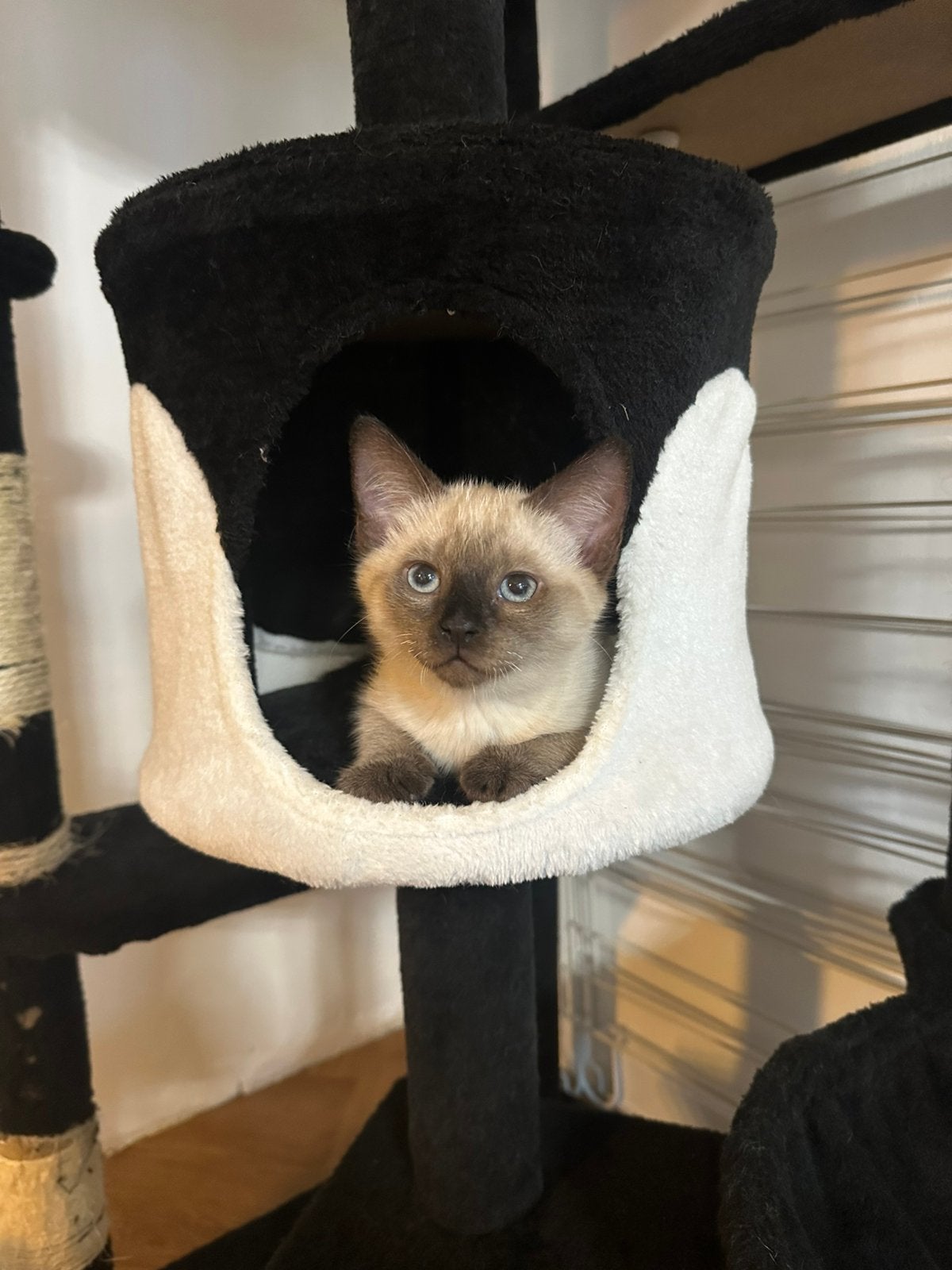 Ragdoll x Tonkanees katertje pointed, Dieren en Toebehoren, Meerdere dieren, Gechipt, 0 tot 2 jaar