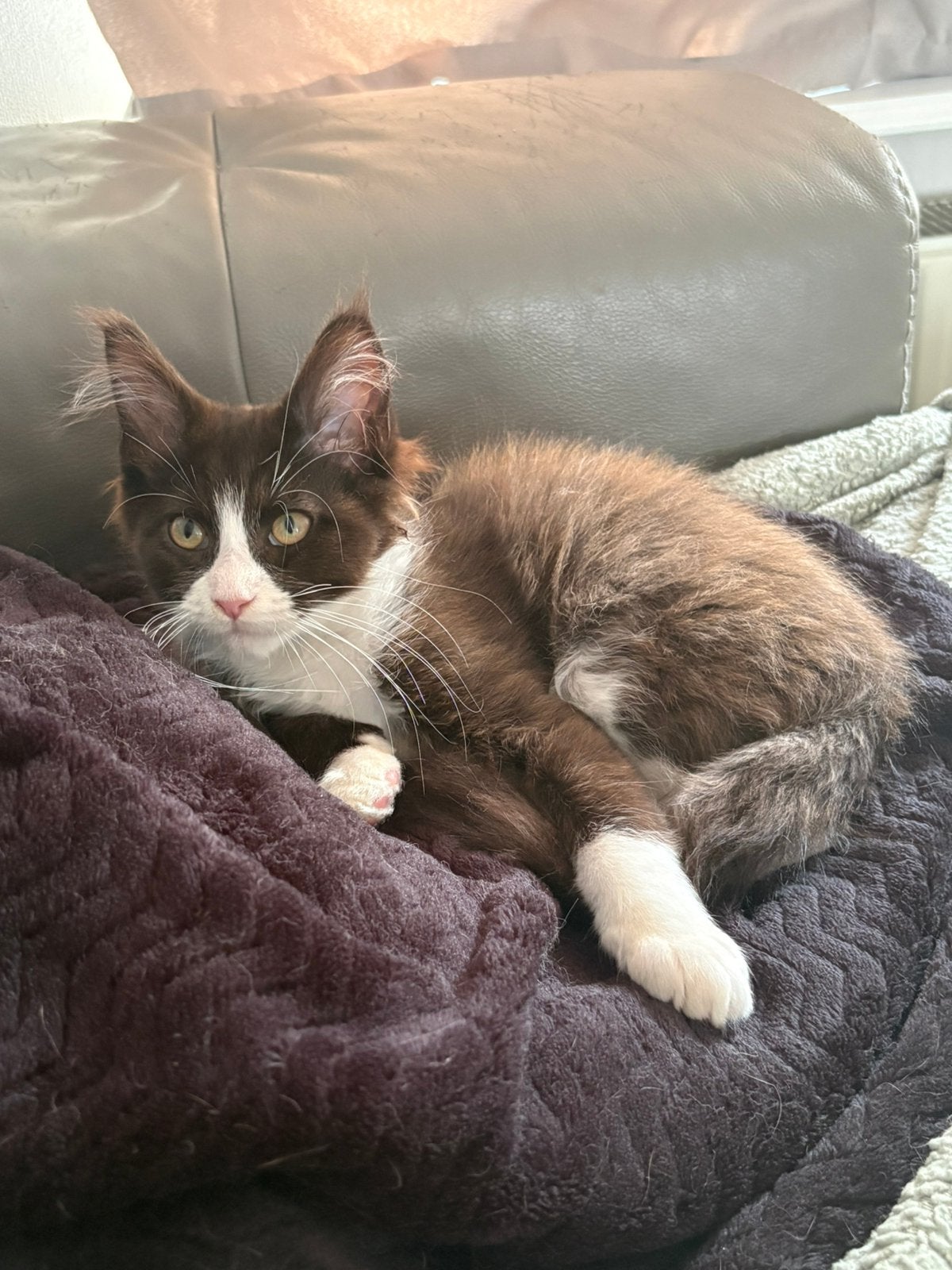 Super lieve kitten, Kater, Ontwormd, 0 tot 2 jaar